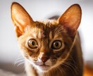 思い出を形に残すペット撮影致します プロ品質で愛犬・愛猫の一瞬を美しく イメージ1