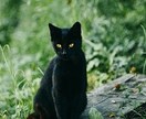 元精神科ナース霊視セラピストが貴方の心を軽くします エネルギーを調整しよりよく生きるためのお手伝い✨️ イメージ1