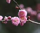 編集なしの物を提供します 自然の力だけで編集一切致しておりません。 イメージ7