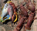 初めての魚突きをゼロからサポートします 経験者が安全な始め方と道具選びを丁寧にサポート イメージ4
