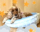 ペットモデル自撮り提供いたします イングリッシュコッカースパニエル3歳の写真を提供いたします。 イメージ7