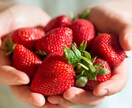 QS肥料を施用したイチゴ栽培のコンサルが出来ます 二度と困らない…栽培マニュアルを作成するサポートを致します! イメージ7