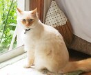 身近な人には話し辛い愚痴やお悩みをお聞きします 育児や家庭、職場でのお悩みなど、一人で抱えていませんか？ イメージ1
