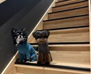 ペットの動画つくります 愛するペットの冒険を動画にします。 イメージ3