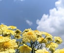 商用・商品化に使える花の写真素材を撮影します 色んな花を指定でき、幅広い用途で使えます イメージ2