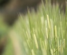 野菜栽培、家庭菜園、農業の悩み解決します 芽が出ない、実がつかない、成長しない、若手農家の知識かします イメージ2