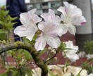 頑張るのに疲れた“そのまま”のあなたに寄り添います 感覚も言葉も、英語習得に関するお悩みも、大切に受けとめます✨ イメージ5