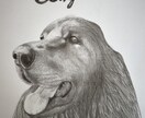 鉛筆でお犬さんを描きます お犬さんの思い出の写真を鉛筆画にいたします。 イメージ1