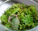 苔テラリウム体験キット選びをサポートします はじめての苔テラリウム体験キット選び イメージ1