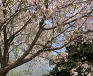 トークルームであなたを癒します トークルームで私と2人だけの時間を過ごしませんか？ イメージ2