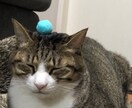 様々な悩み、ご相談お受け致します ストレスのない生活を送りたい方へのアドバイス イメージ1