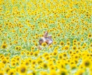 ミラーレスカメラの使い方をレッスンいたします 【ビデオチャット】カメラの使い方や設定方法を解説いたします。 イメージ8