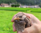 限界集落移住22年｜田舎暮らし相談ます 移住の不安・田舎生活の悩み、話してみませんか イメージ3