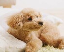 初めての方限定⭐︎お試しトーク枠ご用意しております りこってどんな人？元企業受付＋役員秘書とお話ししませんか？ イメージ6