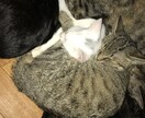 猫の飼い方ココナラで1番詳しく教えます これから猫を飼おうとしてる方がおすすめ イメージ1