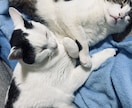 猫好きさん大歓迎！10匹と暮らすママがお話聞きます 愛猫の自慢・猫の悩み・猫ロス・雑談も大歓迎！1分100円から イメージ2
