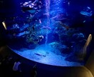 綺麗なお魚の写真を買うことができます 水族館の熱帯魚やクラゲ、金魚などです。 イメージ6