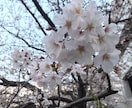 あなたが幸福になるための恋愛を応援します どうせするならより良い恋愛を！それならお任せあれ！ イメージ1