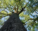 出張写真撮影・写真撮影・レタッチ等代行いたします SONY a7C レンズ SIGMA50mm単焦点1.8 イメージ2