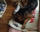 愛犬の成長過程のお悩みアドバイスします 初めて犬を家族としてお迎えされた方。☆★プロがサポート☆★ イメージ5