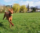 動物看護師がペットのお悩み解決します 素朴な疑問から動物看護師ならではの視点でお答えします イメージ2