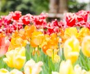 お花の写真撮影します お花の可愛さで暮らしを明るくしたい イメージ4