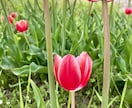 あなたの未来の赤ちゃんについてタロットで占います 私はいつ妊娠できるの？子宝のお悩み、一緒に解決しましょう！ イメージ3