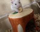 ハムスターの飼い方ご相談のります ハムスター迎えたいけど不安または迎えたけど悩まれてる方 イメージ1