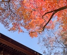 お花・植物・自然の写真提供します 色鮮やかなお写真多めに提供します イメージ6