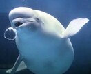 悩みになる前に！同じテーマで3つまで質問できます 恋愛✴︎仕事✴︎人間関係の不安減らして楽になりませんか？ イメージ1