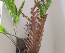 葉が落ちる・動かない植物を写真で一緒に整理します 【写真OK｜塊根・ビカク・アガベ対応｜原因を整理したい方】 イメージ6