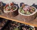 モルタル造形植木鉢をオーダーメイドで作ります モルタル造形植木鉢のハンドメイドをやっています。 イメージ4
