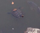 心に溜め込んだモヤモヤを無くすお手伝いいたします 男性の視点からのアドバイス！！ イメージ1