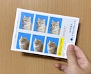 証明写真！うちの子が主役のオリジナル写真を作ります 愛猫・愛犬のかわいさを閉じ込めた証明写真風をお作りします！ イメージ3