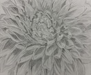 鉛筆でご依頼されたお花の絵を描きます 素人の模写作品です。本気で描かせていただきます。 イメージ1