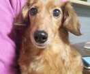 あなたの大切なペットの名前考えます 提案された中から、みんなで楽しく選んでみませんか？ イメージ1