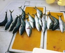 コマセのワラサ釣りで釣れるイカタンの作り方教えます 付けエサはオキアミとイカタンですがイカタンで釣果に差が出ます イメージ2