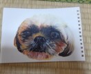 多種多様のペットの似顔絵描きます 可愛い動物たちの絵をあなたにとどけますどんな動物でも依頼可 イメージ6