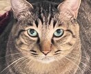 愛猫様の似顔絵をデジタルで描きます 愛猫様のグッズ化計画を後押しいたします!!! イメージ2
