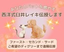 貴方の手が愛犬専属セラピストに。癒しの力、開きます 西洋式臼井レイキを遠隔伝授。ワンちゃんへの施術テキストつき♪ イメージ1
