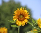 写真撮影行います あなたの代わりに写真撮影いたします！ イメージ7