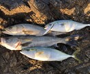 淡路島、明石、和歌山の釣りポイント教えます 関西近郊の釣りポイント教えます青物、スズキ、ヒラスズキ等 イメージ4