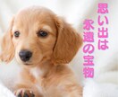 愛しいペット　悲しみが癒えないあなたに寄り添います 辛い、苦しい一人で抱えてきた【深い悲しみ・後悔】受け止めます イメージ1