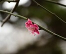 写真撮影代行、悩み相談などを受け付けます 自然を撮ることを得意としており、悩み相談もぜひどうぞ。 イメージ7