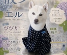 うちの子、雑誌デビューします ペット写真を表紙みたいな一枚に イメージ6
