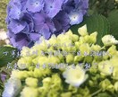 お手頃！以心伝心♡丁寧に中国語⇄日本語翻訳致します ビジネスや生活などさなざまな場面の文書でも対応できます☆ イメージ1