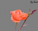 GIMPでの写真の切り抜きを承ります 全て手作業で切り抜いていきます！！ イメージ9