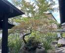 庭の手入れの優先順位を提案します 写真をもとに整え方をご提案します イメージ4
