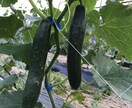 身体の症状に合ったお野菜教えます 野菜ソムリエプロが貴方の健康をちょっと手助け♪ イメージ2
