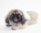 愛犬との家族写真ご自宅でもできます ご自宅でスタジオクオリティの家族写真を。 イメージ2